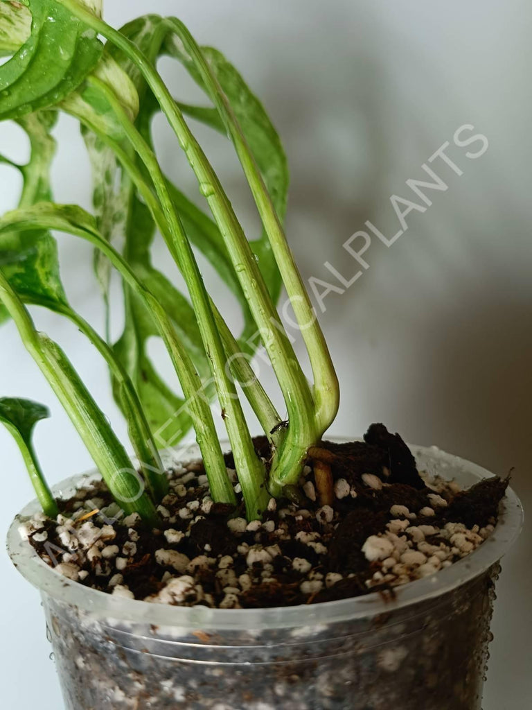 Monstera adansonii variegata mint