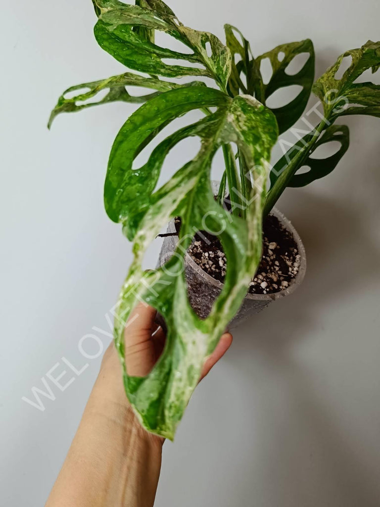 Monstera adansonii variegata mint