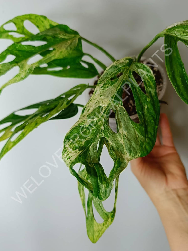 Monstera adansonii variegata mint