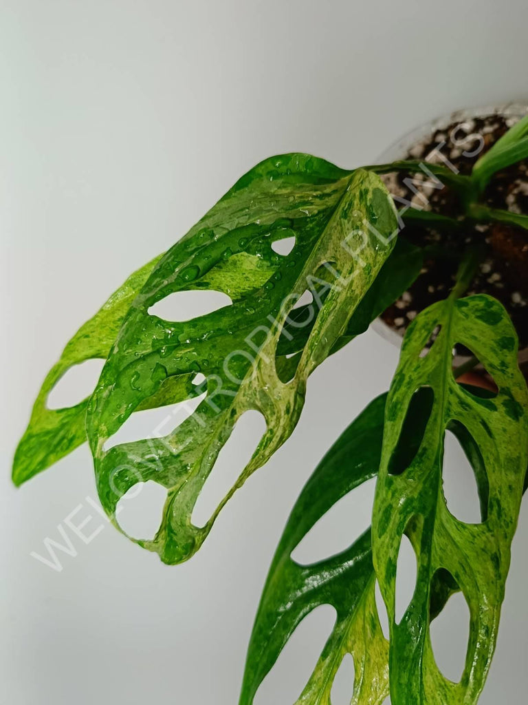 Monstera adansonii variegata mint