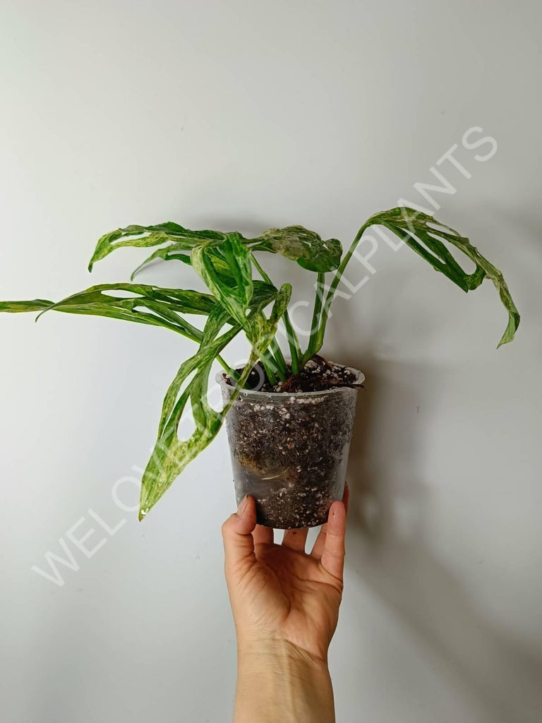 Monstera adansonii variegata mint