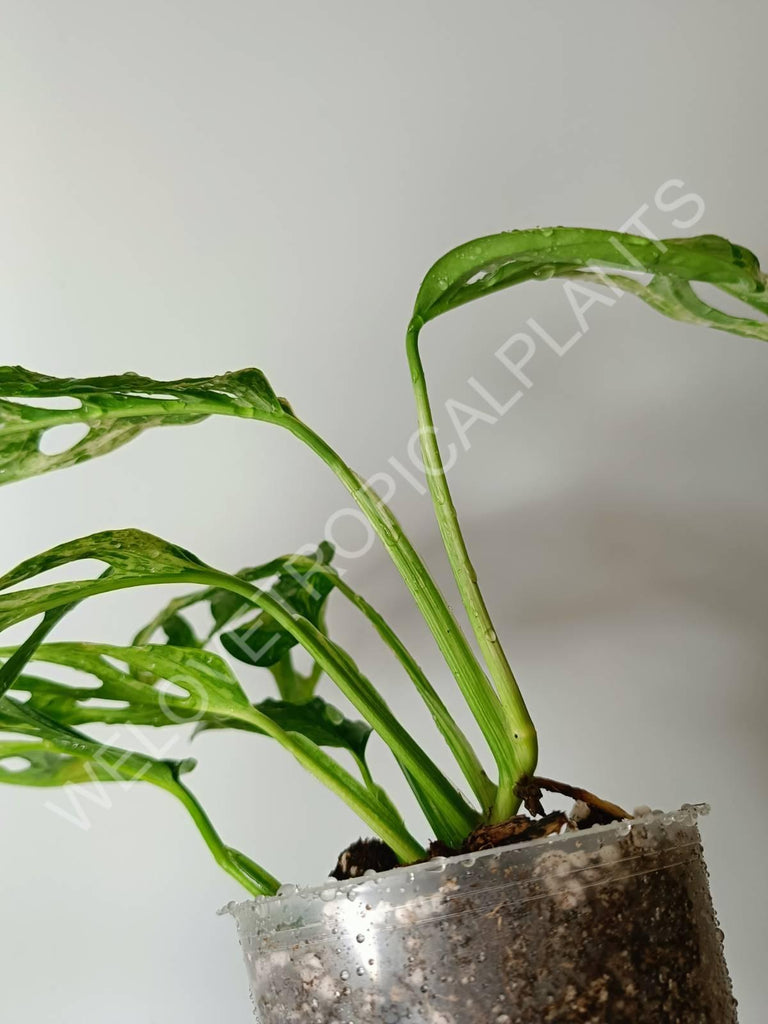 Monstera adansonii variegata mint