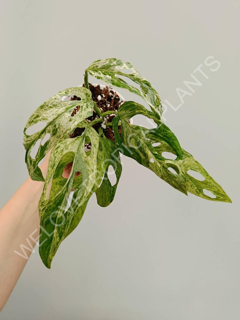 Monstera adansonii variegata mint