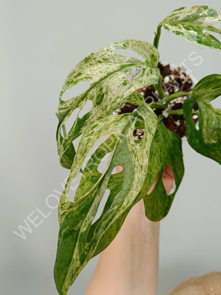 Monstera adansonii variegata mint