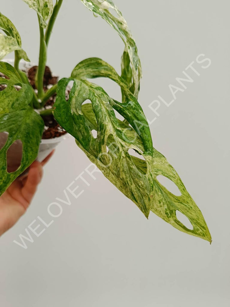 Monstera adansonii variegata mint