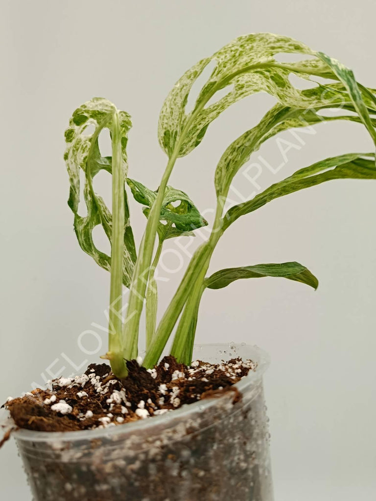 Monstera adansonii variegata mint