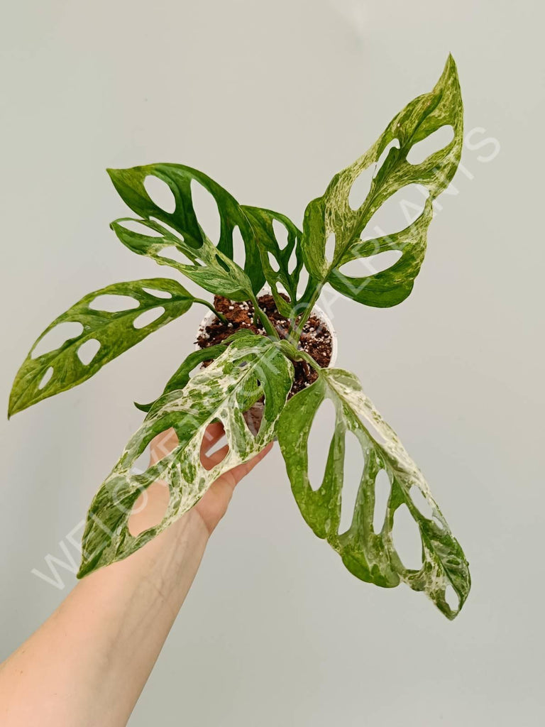 Monstera adansonii variegata mint