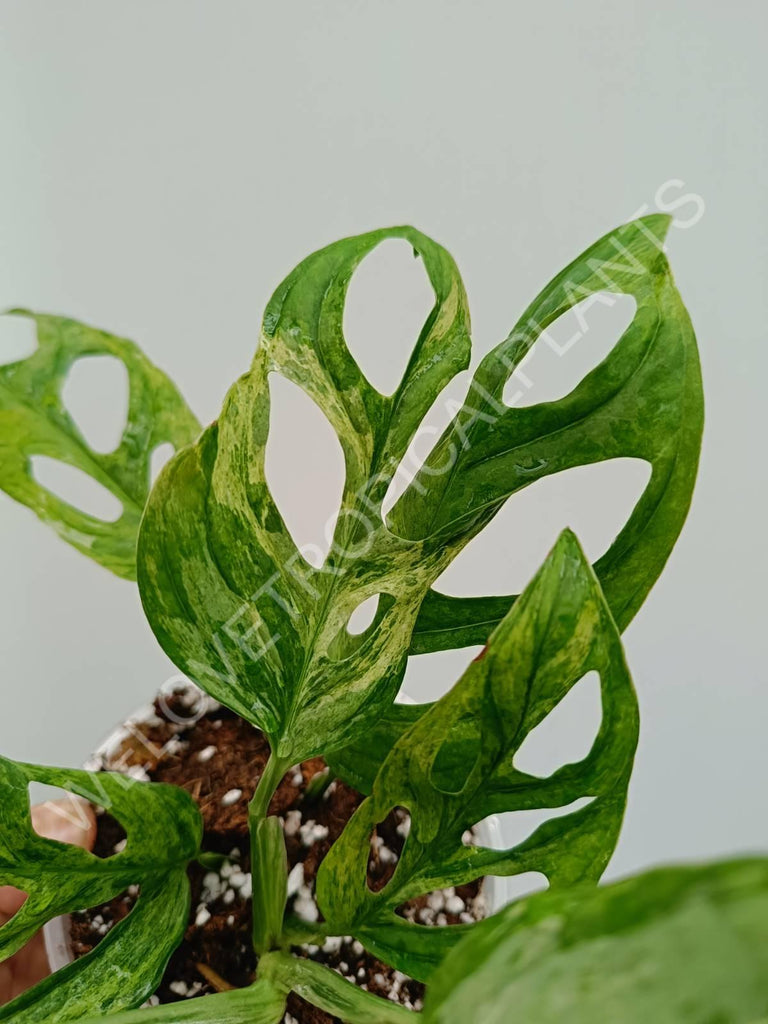 Monstera adansonii variegata mint