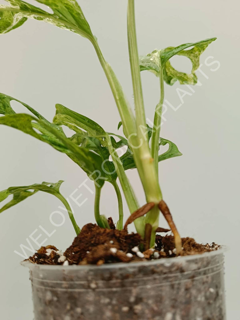 Monstera adansonii variegata mint