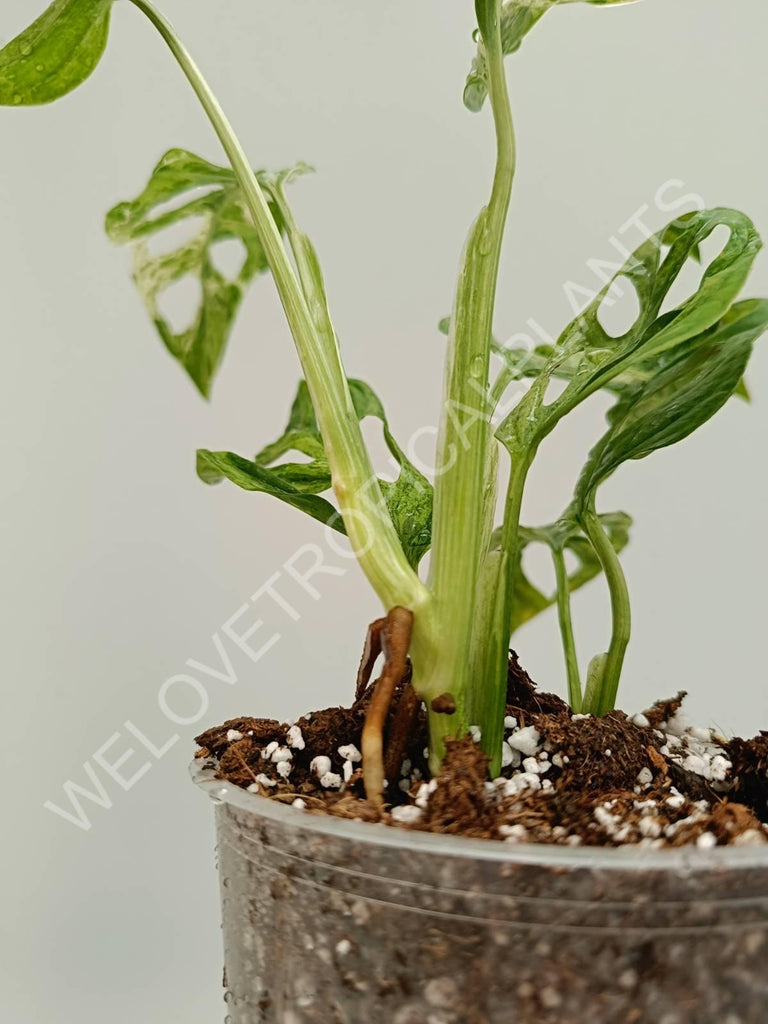 Monstera adansonii variegata mint