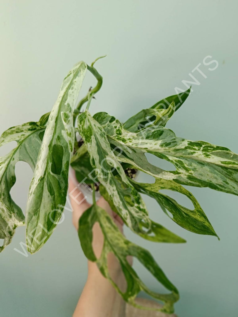 Monstera adansonii variegata mint