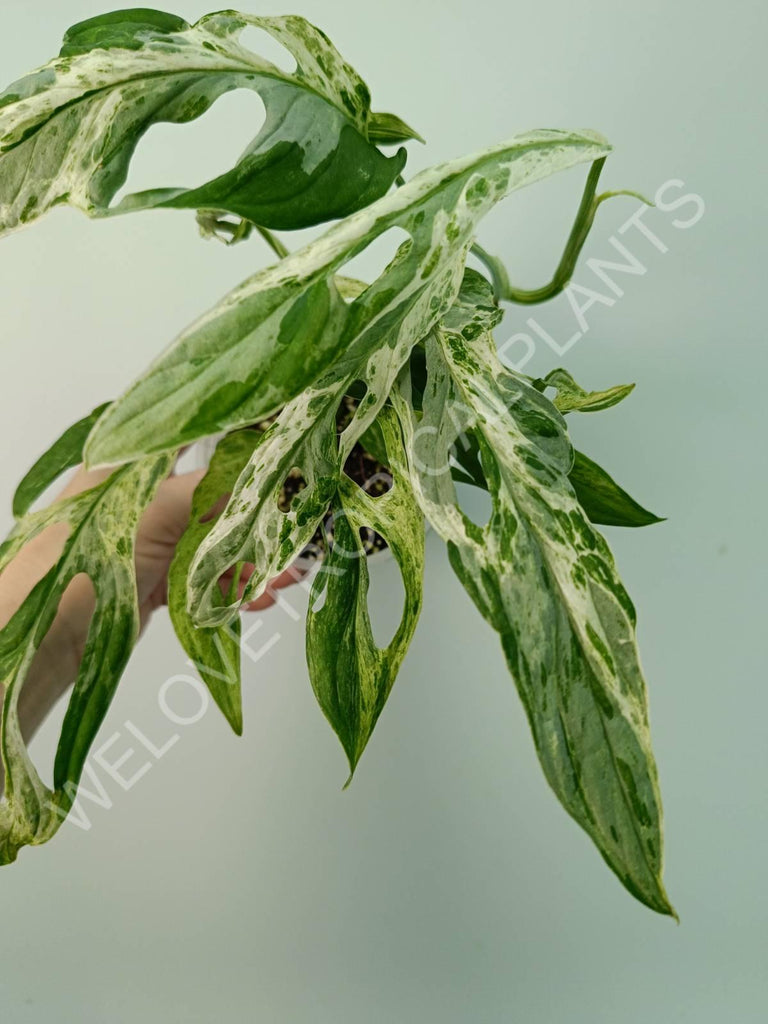 Monstera adansonii variegata mint