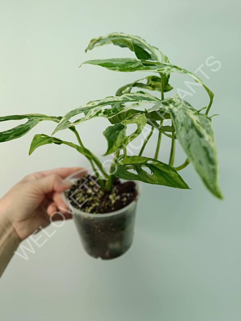 Monstera adansonii variegata mint