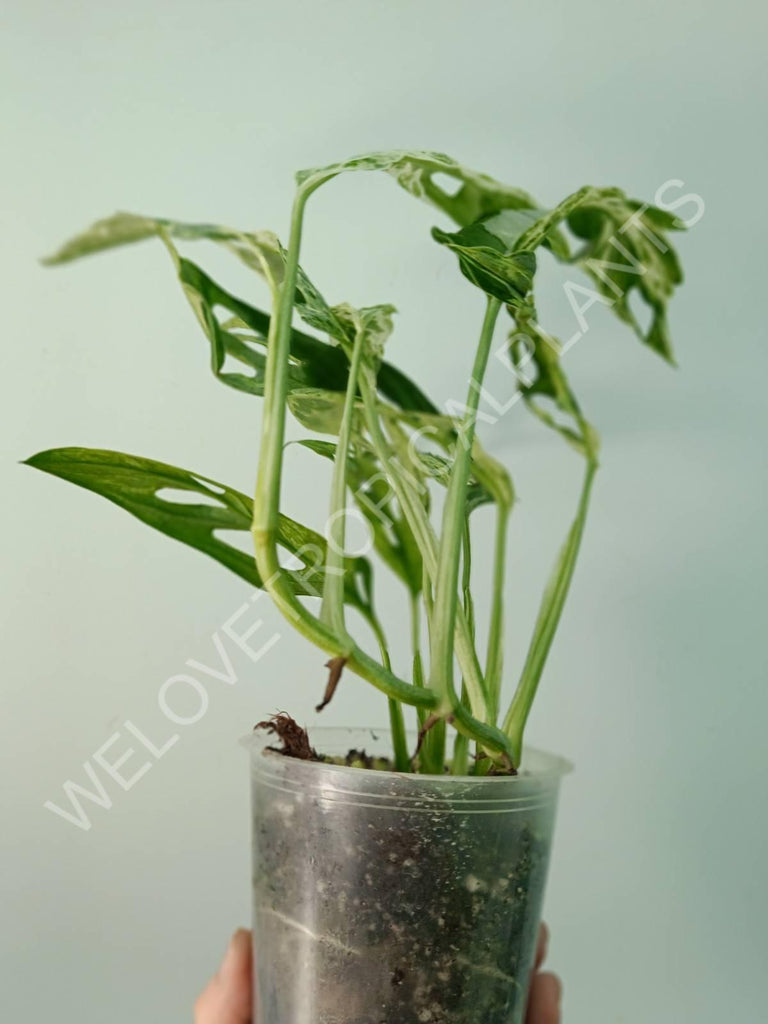 Monstera adansonii variegata mint