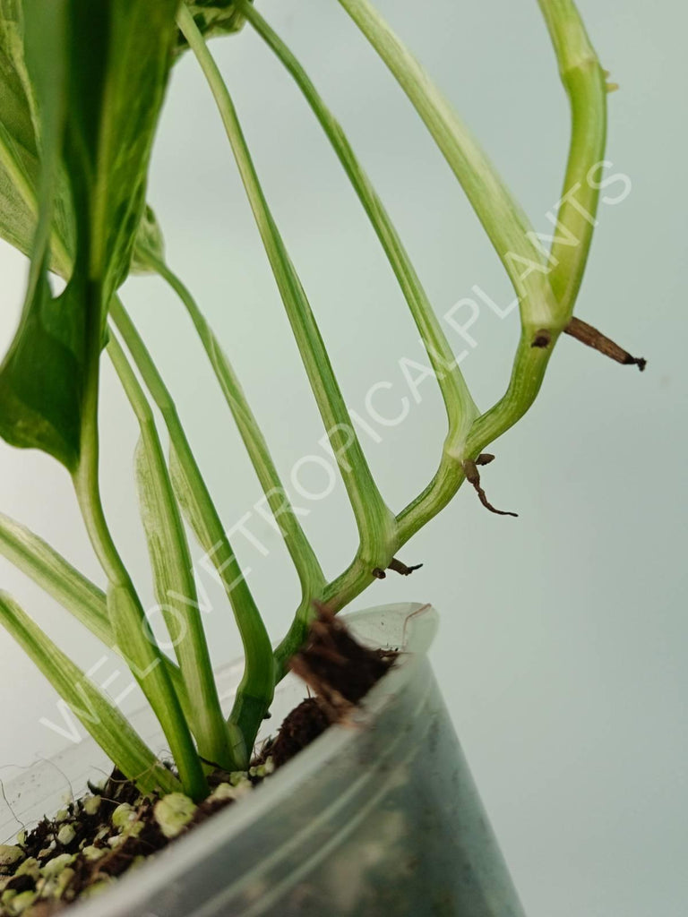 Monstera adansonii variegata mint