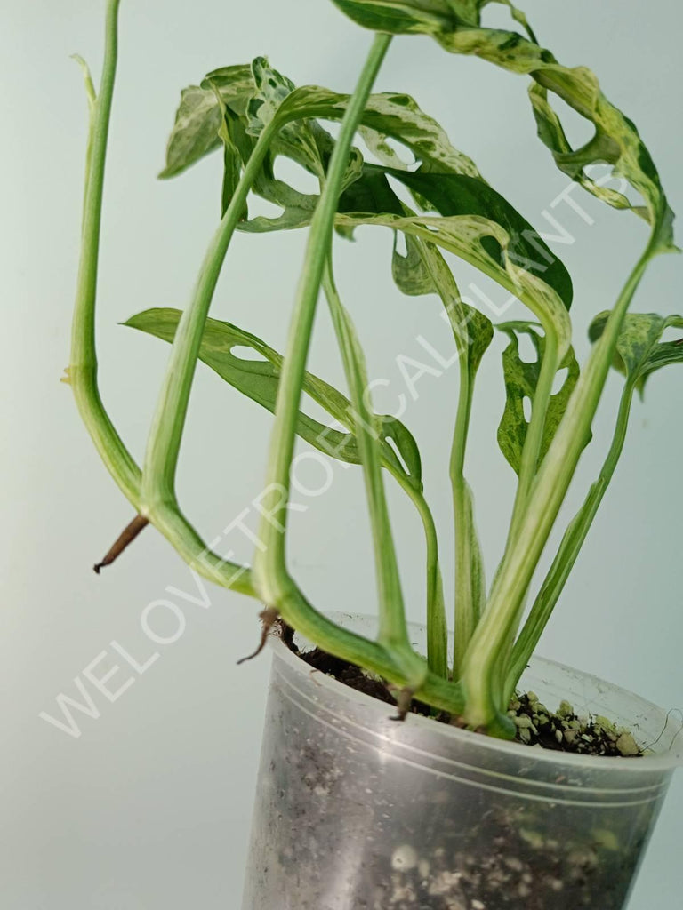 Monstera adansonii variegata mint