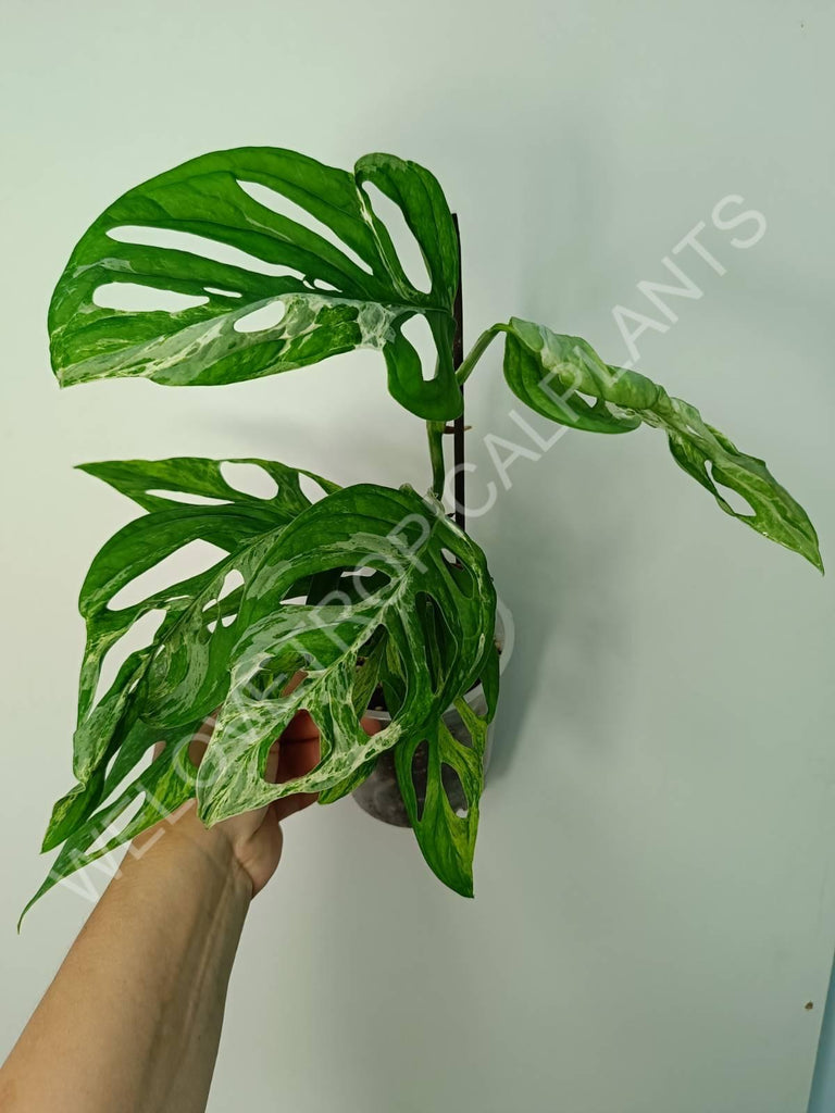 Monstera adansonii variegata mint