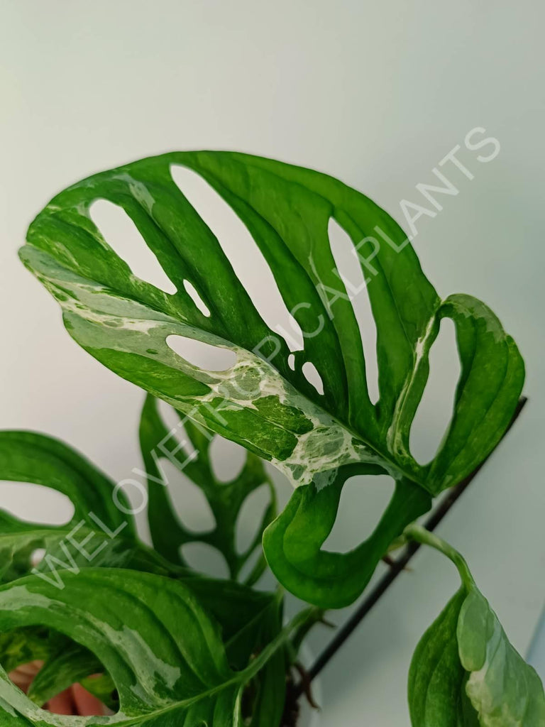 Monstera adansonii variegata mint