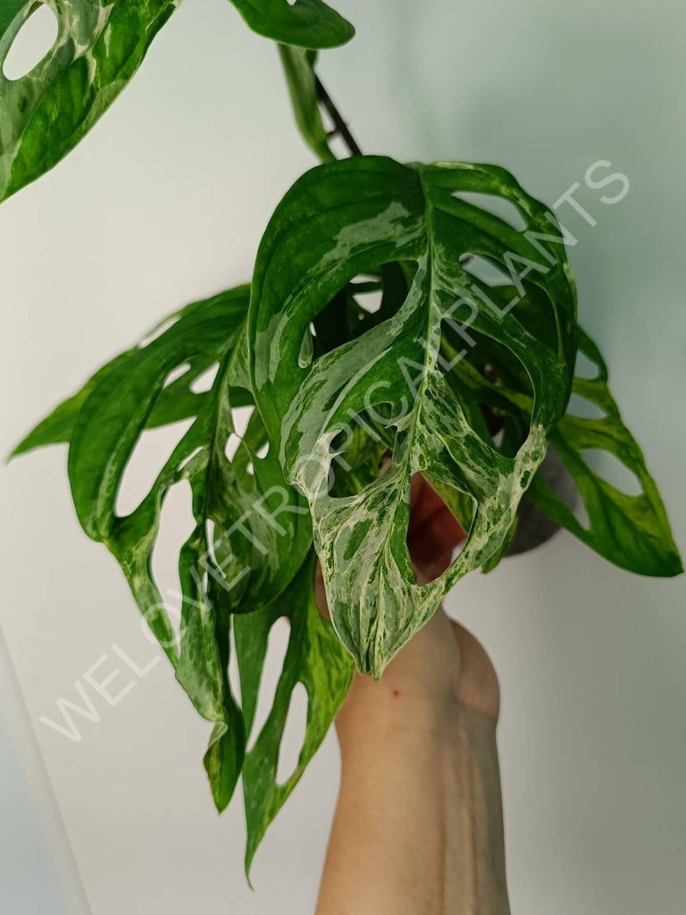 Monstera adansonii variegata mint