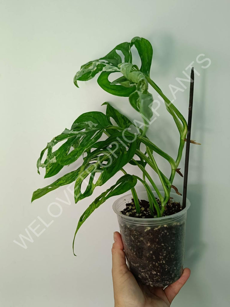 Monstera adansonii variegata mint