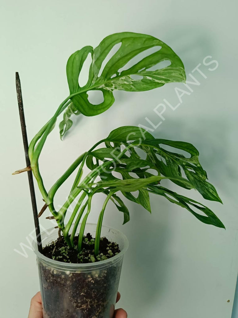 Monstera adansonii variegata mint