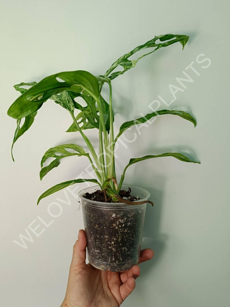 Monstera adansonii variegata mint