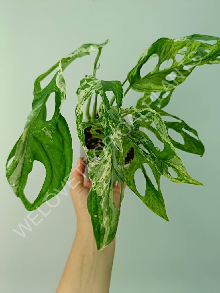 Monstera adansonii variegata mint