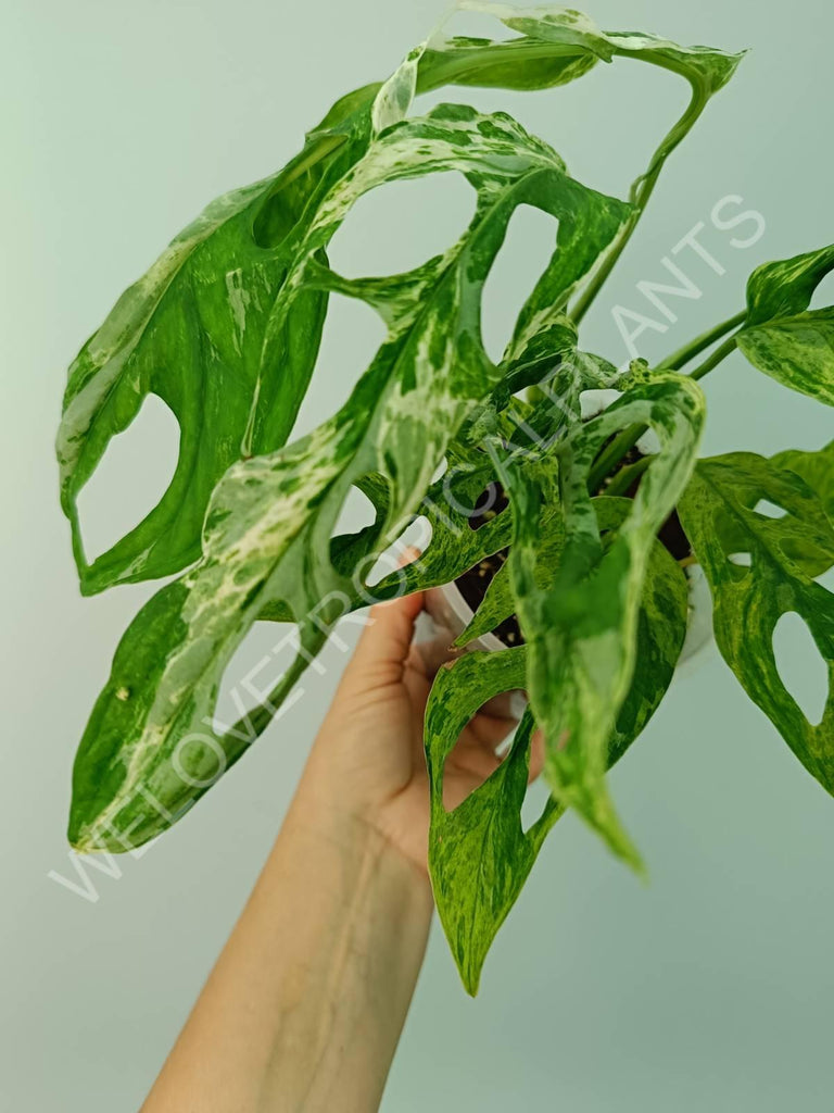 Monstera adansonii variegata mint