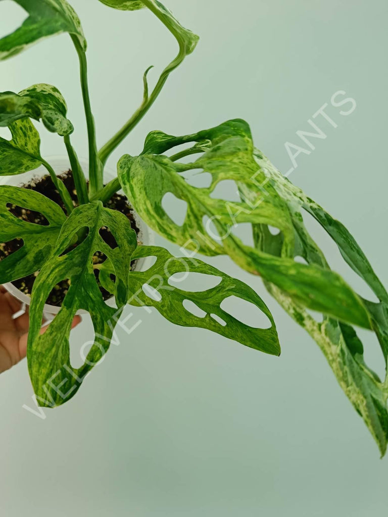 Monstera adansonii variegata mint