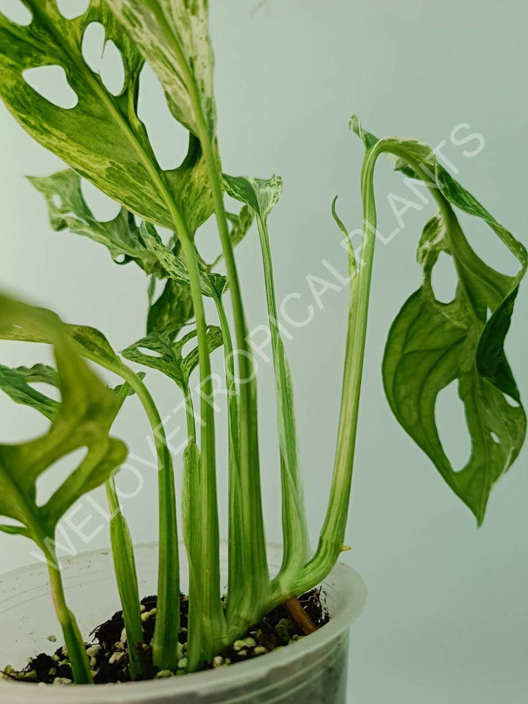 Monstera adansonii variegata mint