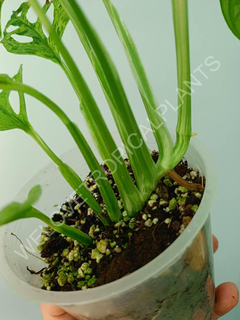 Monstera adansonii variegata mint