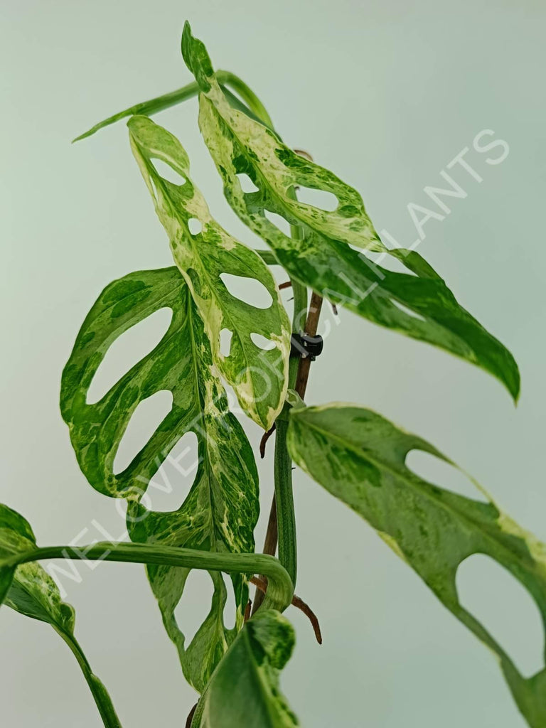 Monstera adansonii variegata mint