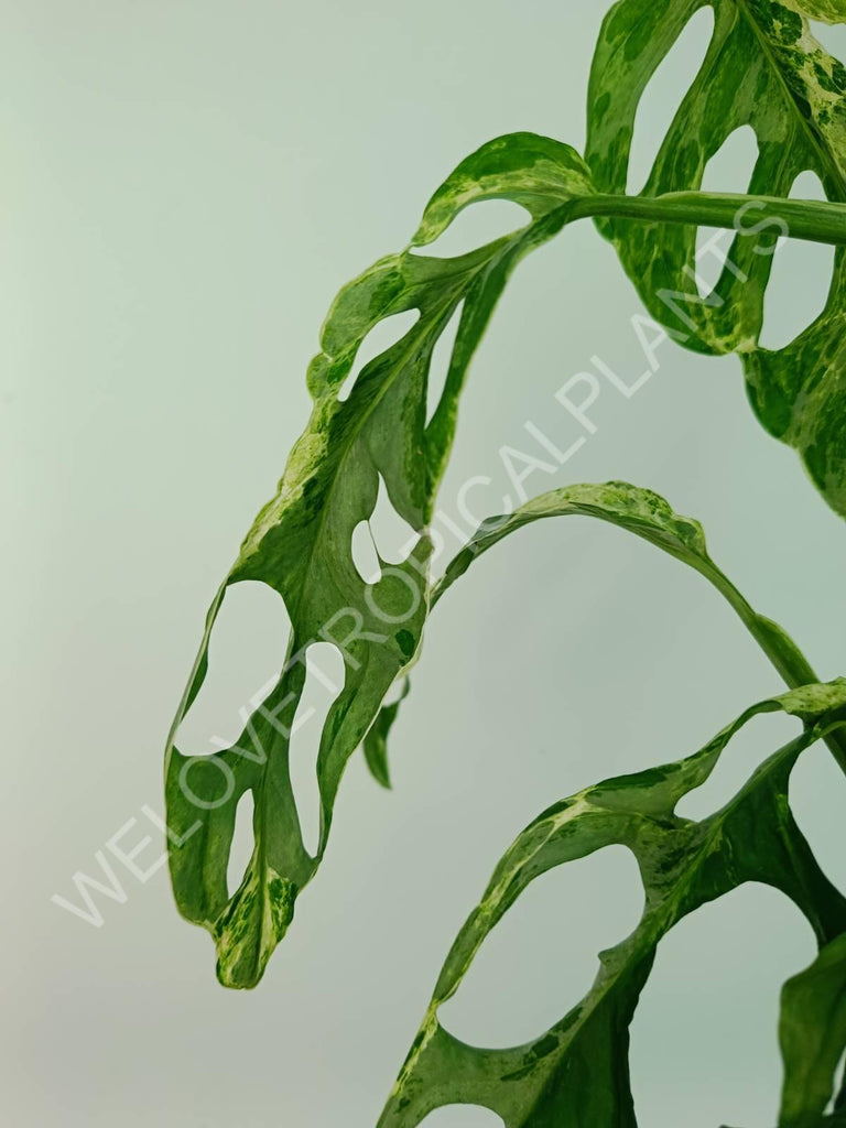 Monstera adansonii variegata mint