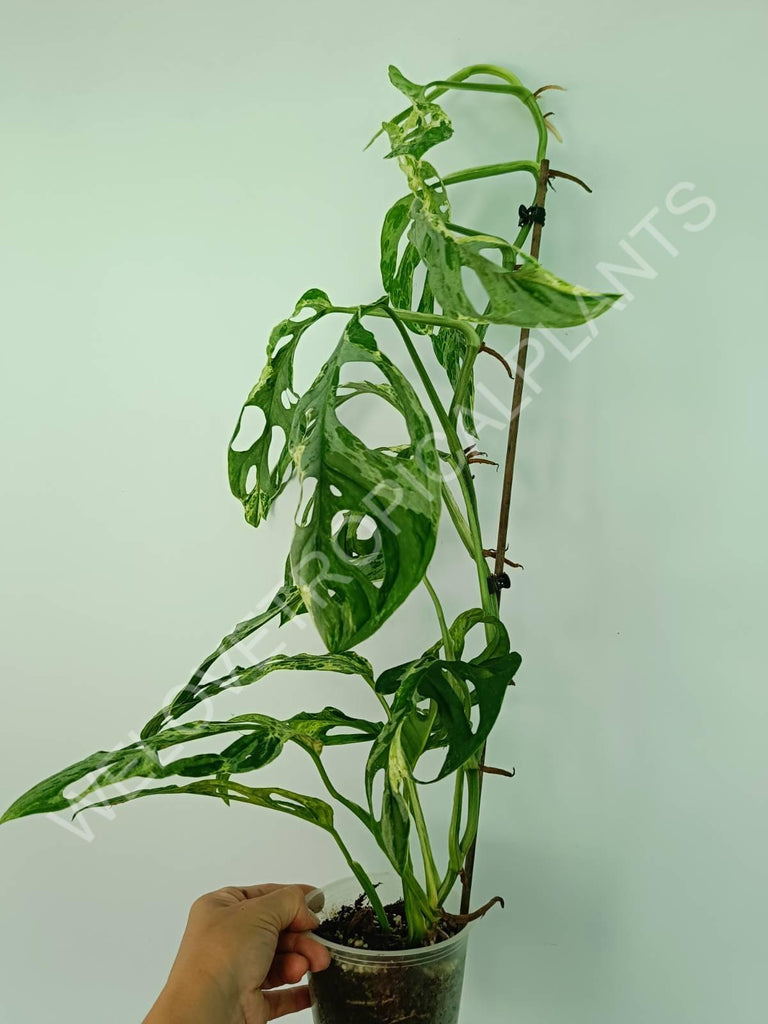 Monstera adansonii variegata mint