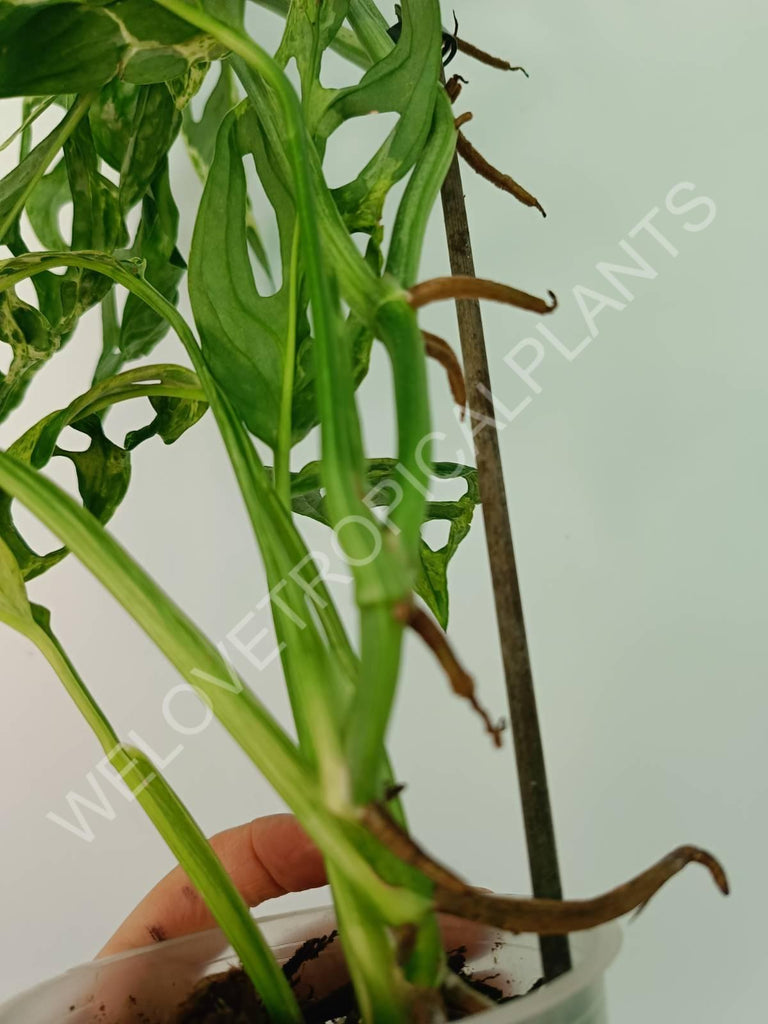 Monstera adansonii variegata mint