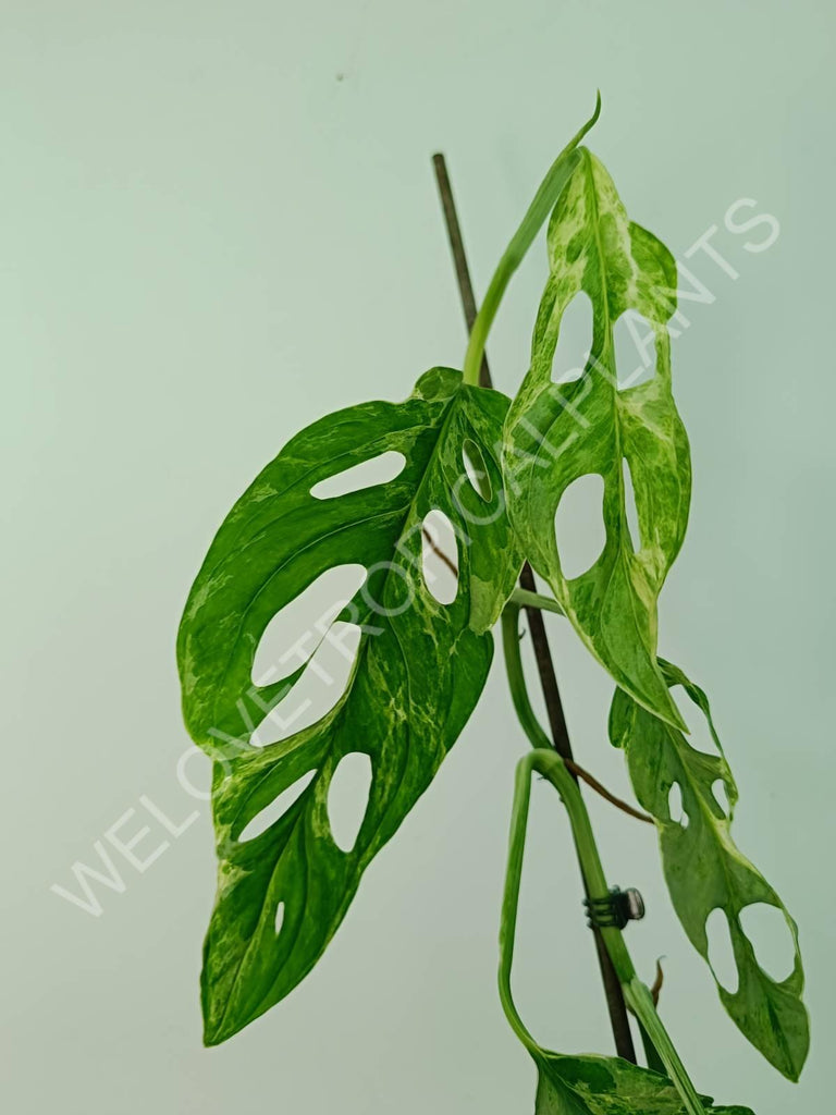 Monstera adansonii variegata mint