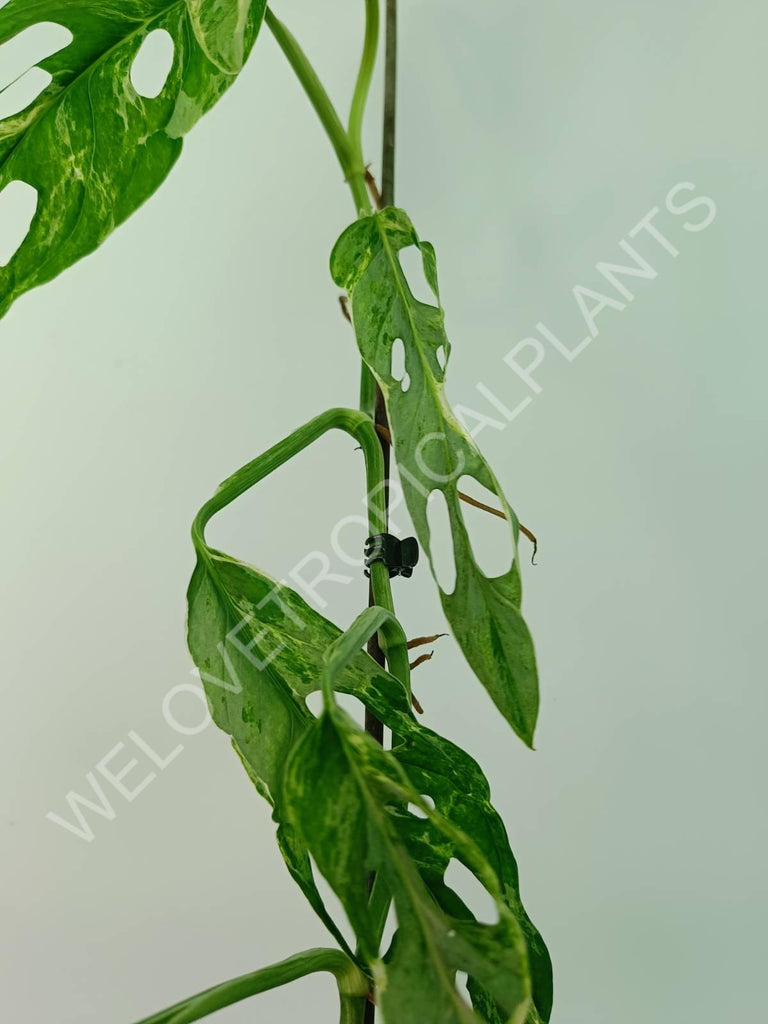 Monstera adansonii variegata mint