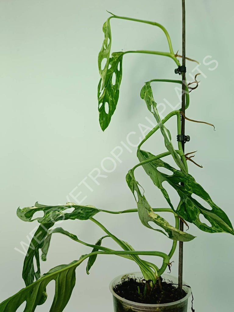 Monstera adansonii variegata mint