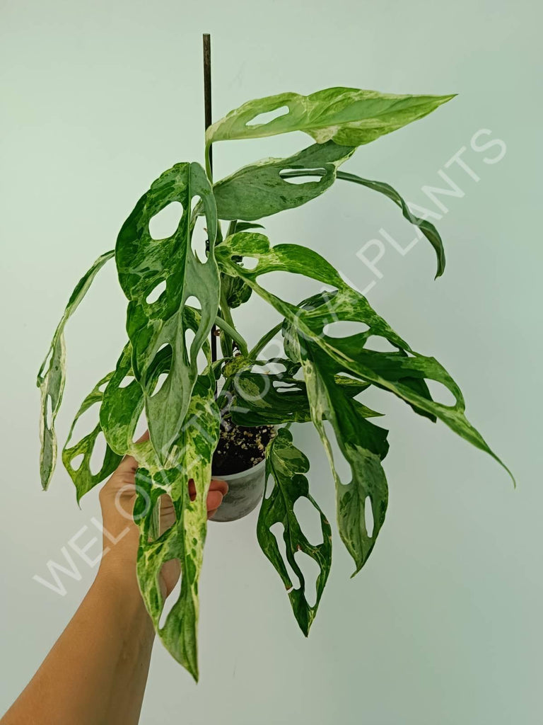 Monstera adansonii variegata mint