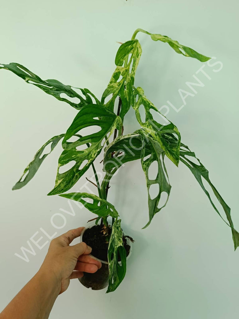 Monstera adansonii variegata mint