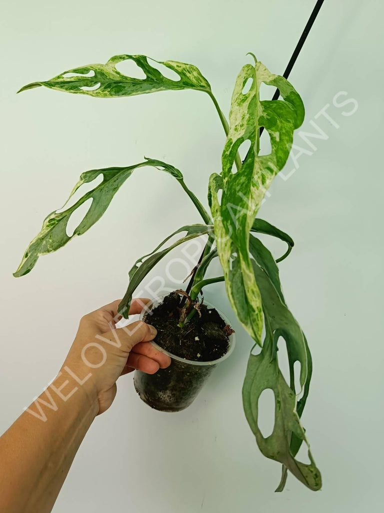 Monstera adansonii variegata mint