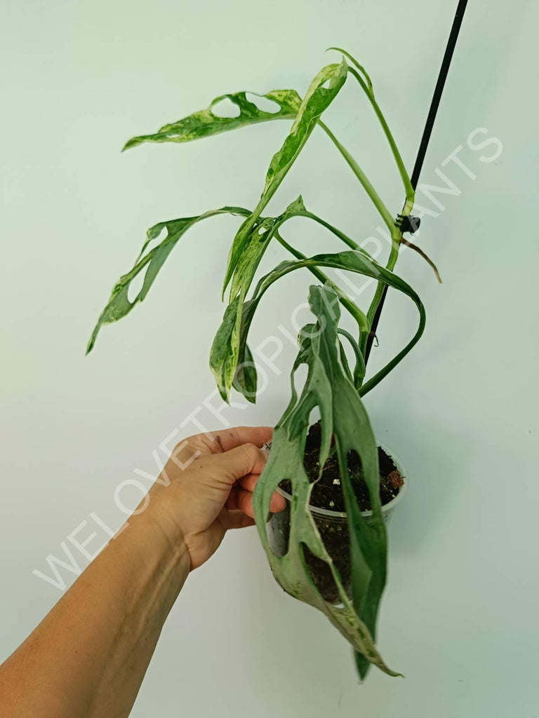 Monstera adansonii variegata mint