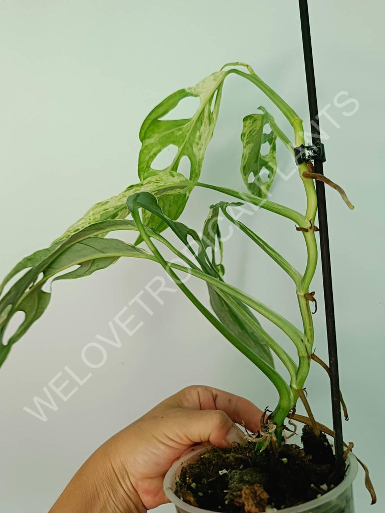 Monstera adansonii variegata mint