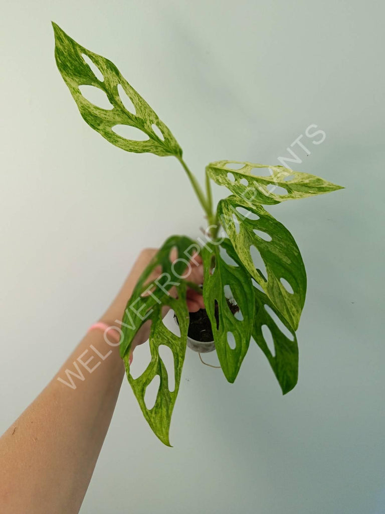 Monstera adansonii variegata mint