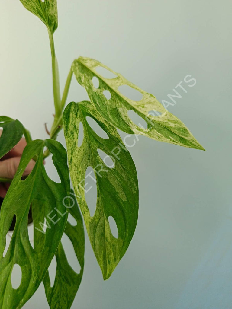 Monstera adansonii variegata mint