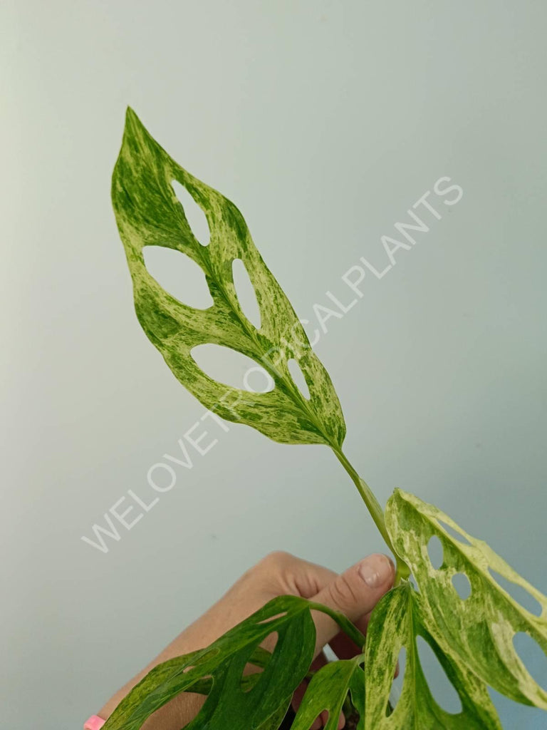 Monstera adansonii variegata mint