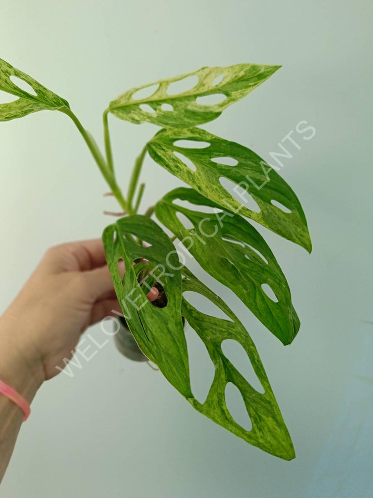 Monstera adansonii variegata mint