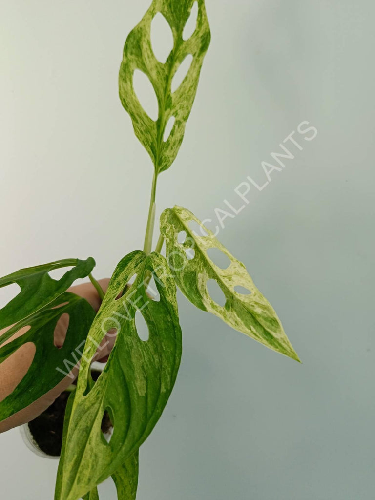 Monstera adansonii variegata mint