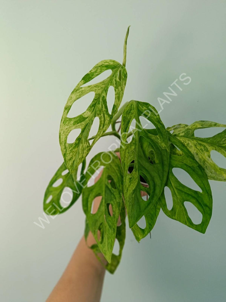 Monstera adansonii variegata mint