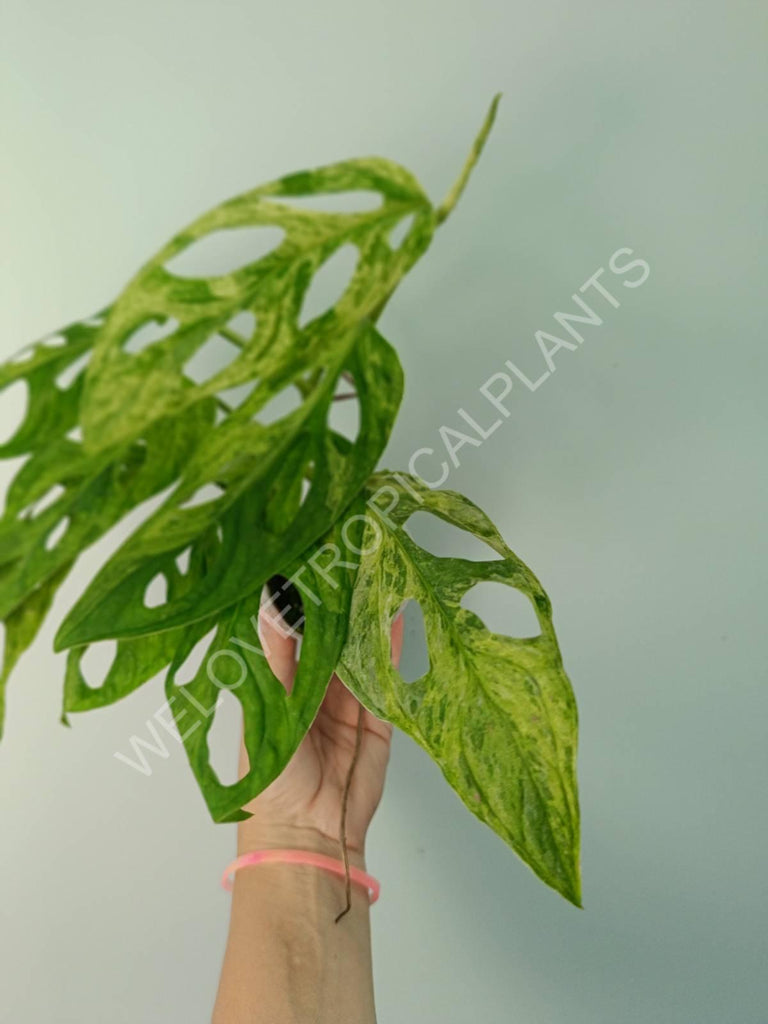 Monstera adansonii variegata mint